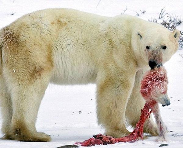 8. Bölgesinde kimin hakim olduğunu gösterdiği başka bir erkeği yiyen kutup ayısı.
