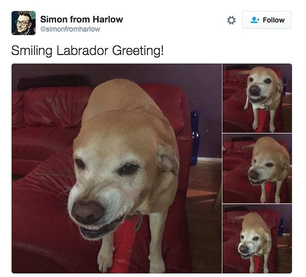 22. Eğer şanslı bir ebeveynseniz Labradorunuz size gülümser!