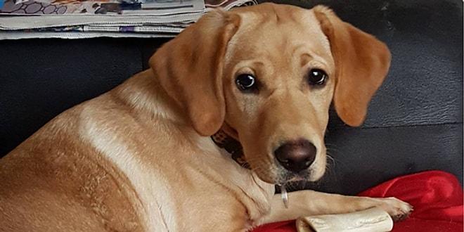 Bir Labrador Can Dostu Olanların Çok İyi Bildiği 28 Durum