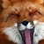 prettyfox