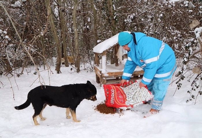 Biz Sıcacık Yemeğimizi Yerken Aklımızın Kaldığı Hayvanlarımızı Kucaklayan Kurumlar