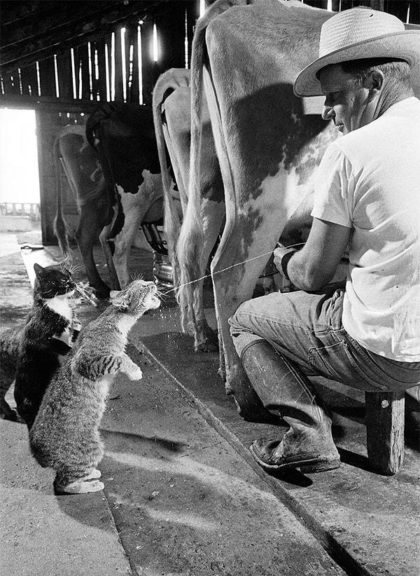 6. Birisi süt içerken, diğeri de sırasını bekliyor.