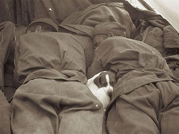 10. İkinci Dünya Savaşı sırasında yavru bir köpekle uyuyan Rus askerleri...