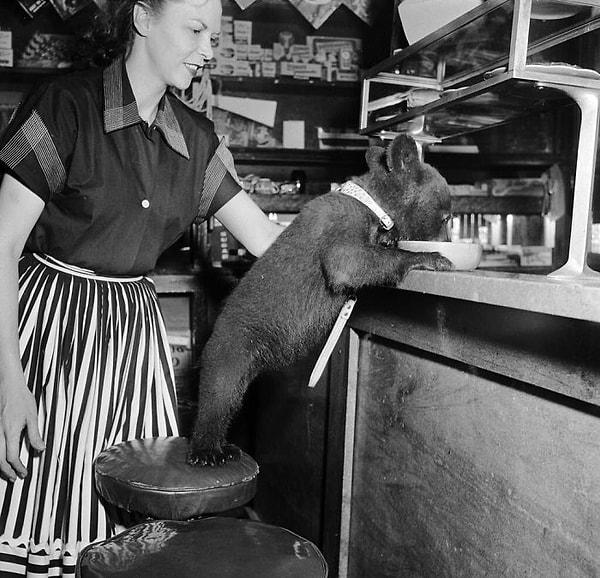 19. Bir kafede bir kase bal yiyen minik ayı, 1950.