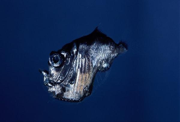 5. Gümüş Balta Balığı