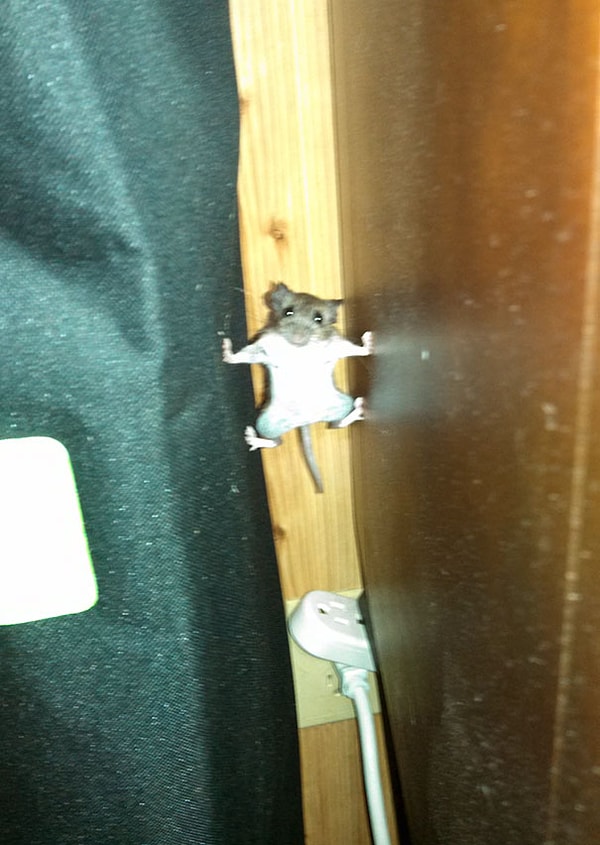 2. Джеки Чан в миниатюре