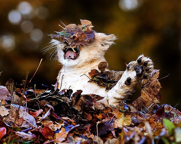 23. "Я ничего не вижу!"