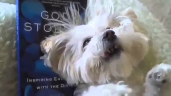 Как чихают разные животные 🐯🐰🐱