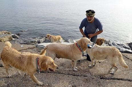 Sokağa Terk Edilen Köpeklerden Oluşan Golden Çetesi Yetim Kaldı: Şenol Kaptanı Kaybettik 😢