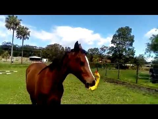 Вы никогда не будете так же счастливы, как эта лошадь с ее резиновой уточкой