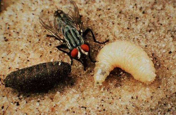 Öncelikle şunu bilmemizde fayda var: Böceklerin yaşam döngüleri 4 ayrı evreden oluşuyor.