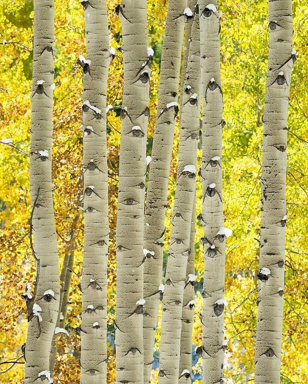 12. Just take a closer look at these aspen trees