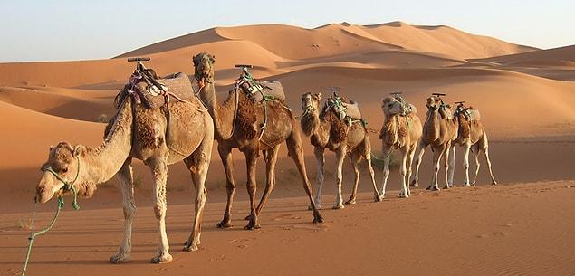 24. Saudi Arabia imports its camels from Australia.