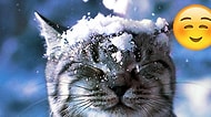 Karla Olan İmtihanlarıyla İçinizi Soğutmamak Üzere Isıtacak 23 Kedi