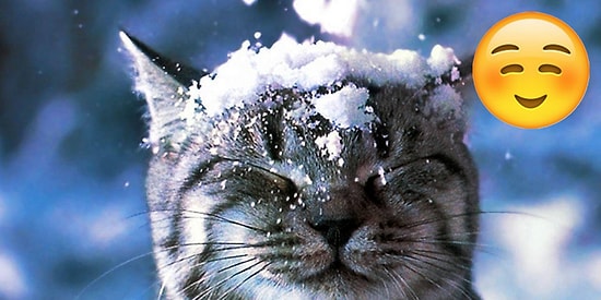 Karla Olan İmtihanlarıyla İçinizi Soğutmamak Üzere Isıtacak 23 Kedi