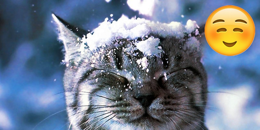 Karla Olan İmtihanlarıyla İçinizi Soğutmamak Üzere Isıtacak 23 Kedi