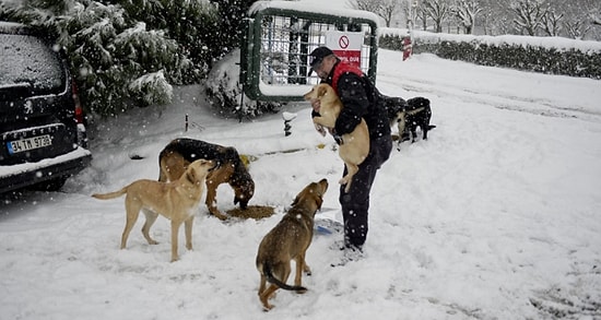 Спасение бездомных животных в холодную метель жителями Стамбула