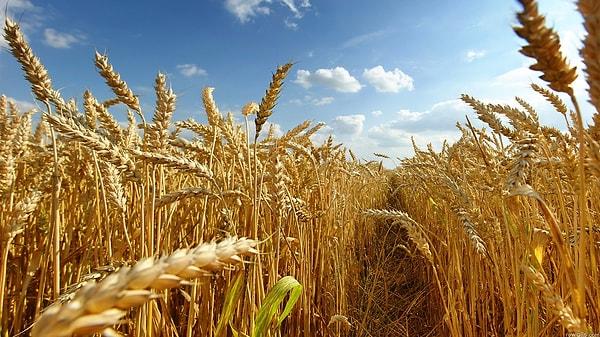 Türkiye, artık her yıl 4 milyon ton düzeyinde buğday ithal eden bir ülke konumunda.
