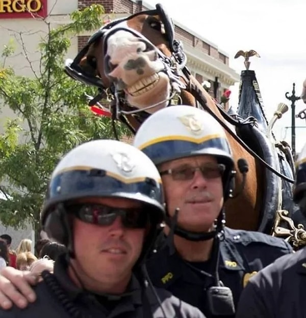 13. "Я пашу, как конь, а эти ребята только и делают, что фоткаются. Стоп. Да я же и так конь"