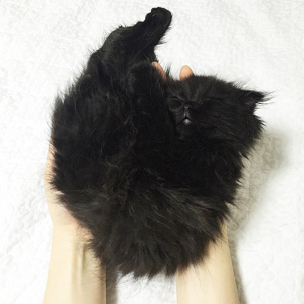 Ну и, конечно, наслаждаться теплом рук своего хозяина.