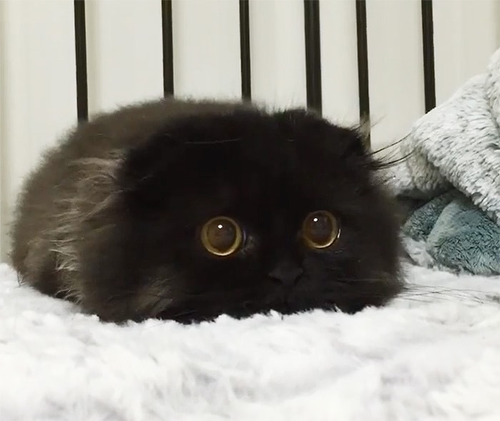 Котик Гимо и его гипнотизирующие глаза!