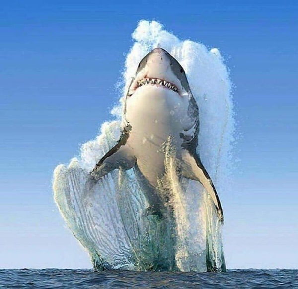 4. Лучший снимок от National Geographic.