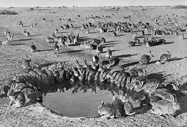 5. В 1859 году в Австралии на волю было выпущено 24 кролика. За 6 лет их число возросло до 6 000 000 особей...