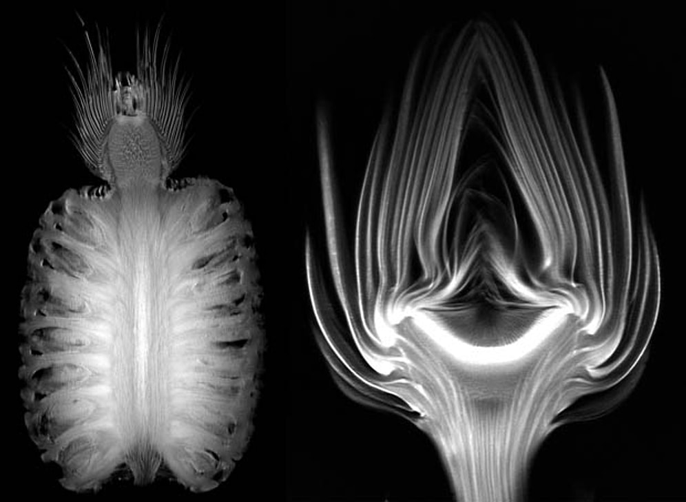 20 Şaşırtıcı GIF ile Meyve ve Sebzelerin MR Görüntüleri