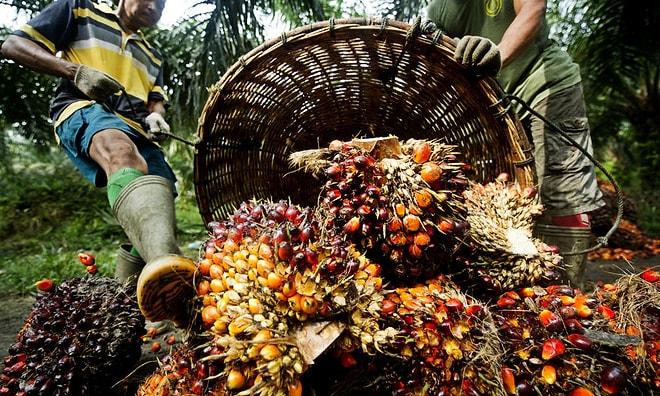 Severek Yediğimiz Birçok Şeyin İçinde Bulunan Palm Yağı ile Alakalı İlginç Bilgiler