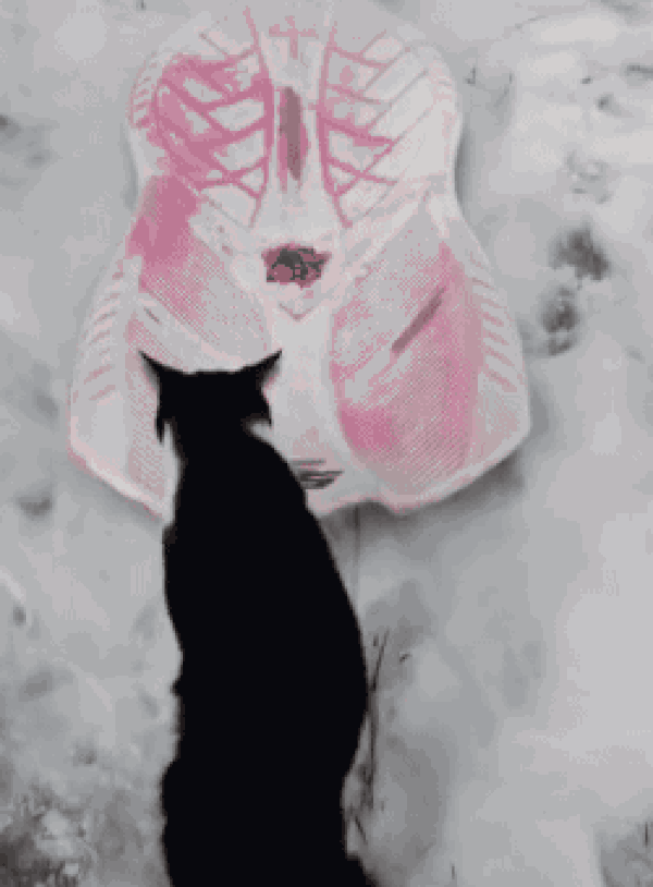 17. Кажется, кошки обожают снег!