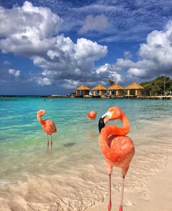 1. Bu kuş cenneti Aruba'da...