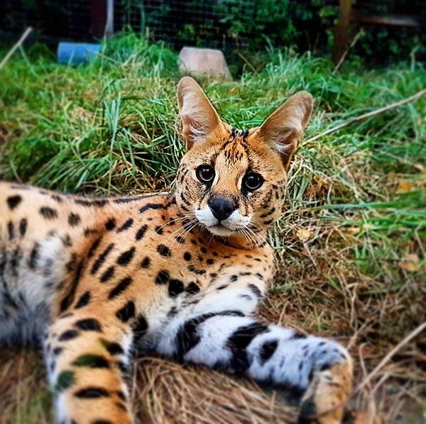 Serval kedisi nasıl bir şey derseniz diye bu minnoş da burada dursun: