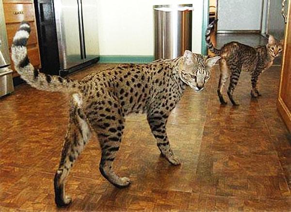 2. Sahipleri daha doğrusu insanları, savannah kedilerini "dış görünüşü leopara, huyları ise köpeğe benzeyen kedi" olarak tanımlıyor.
