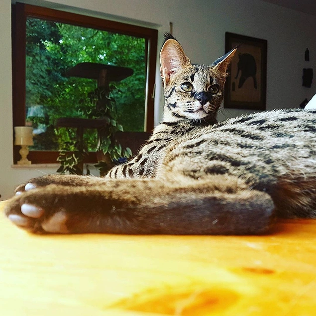 Ayakları da!🐾