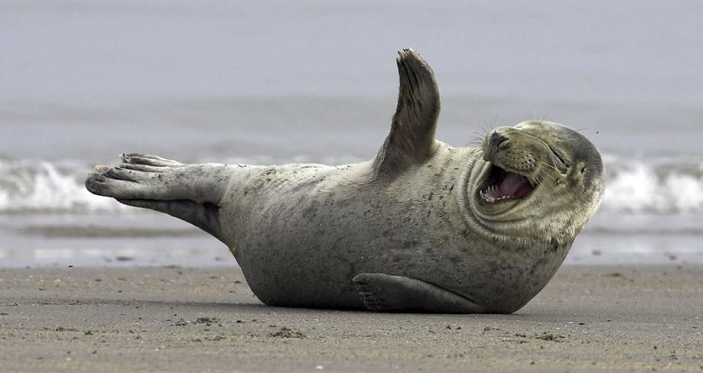 20 уморительных мемов, которые не оставят вас равнодушными