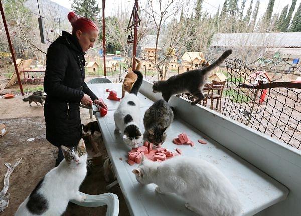 Hayvanseverler burada haftanın belirli günlerinde kediler için mangal yaparak, et pişiriyor. 😊