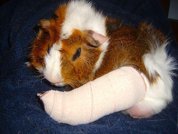 8. I adopted a guinea pig named Oscar. My other guinea pig, Kenny, hurt his foot while jumping with the joy of having made a new friend.