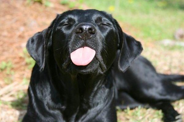12. "My black lab was being lethargic and her stomach was abnormally firm. We rushed to the vet.