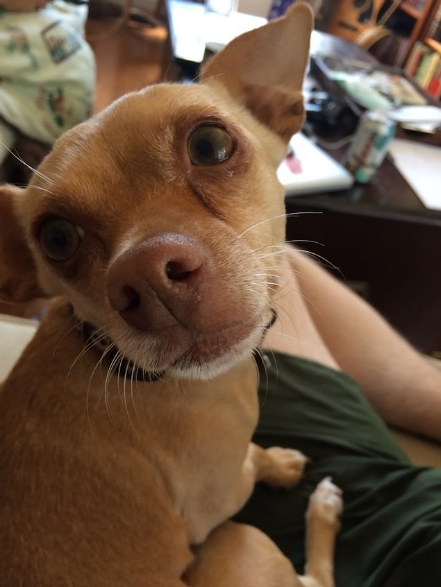 15. "One day at work I got a phone call from my husband saying he was rushing our dog Sissy to the vet...