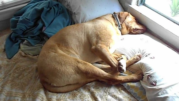20 Pets And Their Funniest Reasons For Their Visit To The Vet