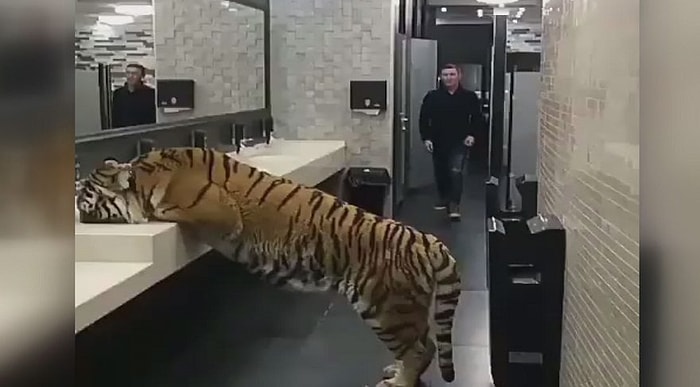 Tuvalete Girdiğinizde Bir Bengal Kaplanını Su İçerken Görseniz Tepkiniz Ne Olurdu?