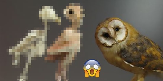 Baykuşların Tüysüz Nasıl Göründüğünü Merak Etmiş miydiniz?