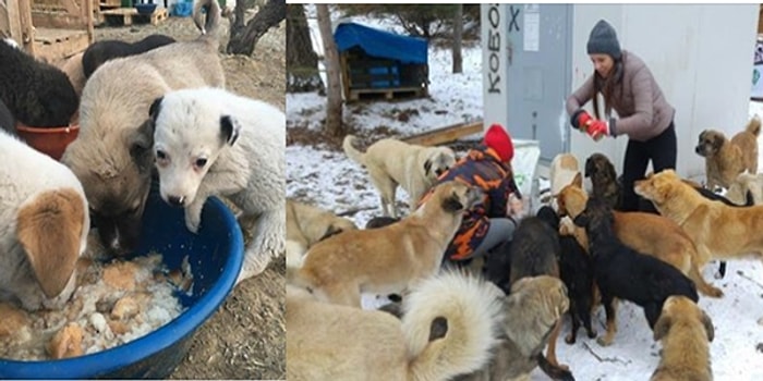 Köpekleri Doğal Ortamda Besleyip Kalbimizi Isıtan Güzel İnsanların Parkı: PatiPark Ankara!