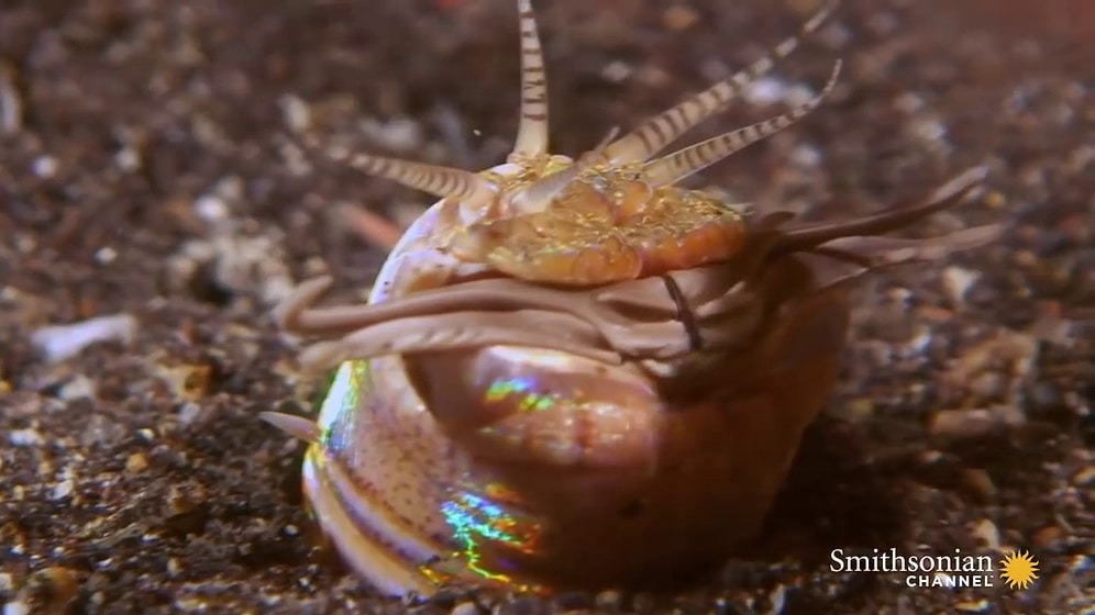 Зачем снимать хорроры, когда есть такие документалки