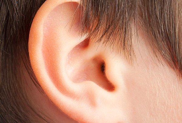 Kulaklarımızın biçimi bunlardan bir tanesi.