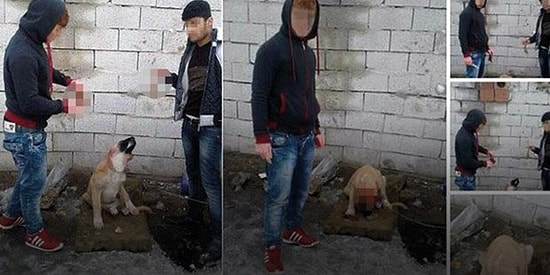 Bu Nasıl Bir Vicdansızlık? Yavru Köpeğin Kulağını Kesen Saldırganlara Tepkiler Çığ Gibi Büyüyor