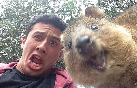 17 животных и их юморные селфи, способные сделать ваш день