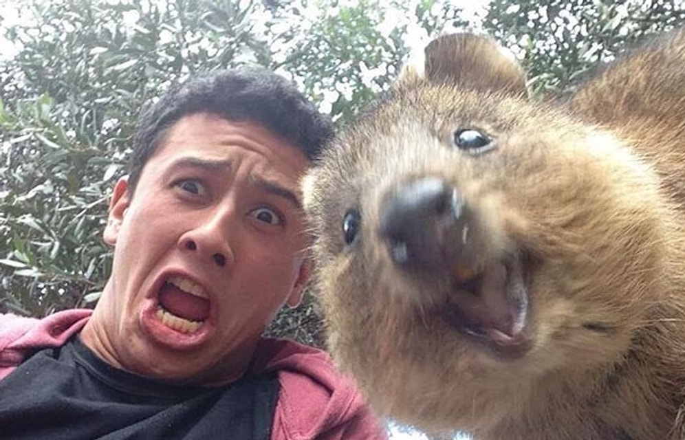 17 животных и их юморные селфи, способные сделать ваш день