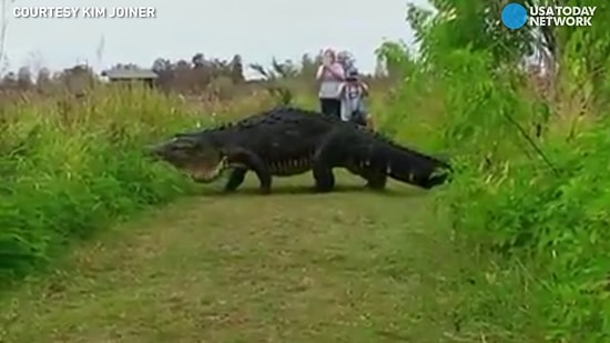Гигантский аллигатор устроил переполох во Флориде