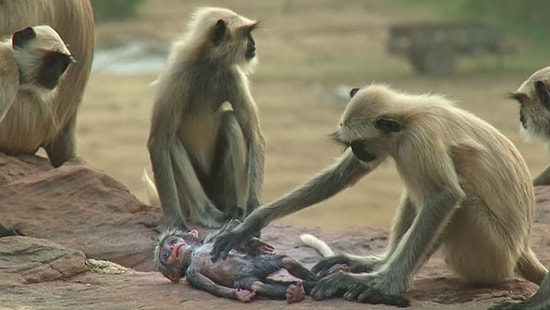 Обезьяны тоже плачут: приматы устроили траур по "погибшему" детенышу-роботу